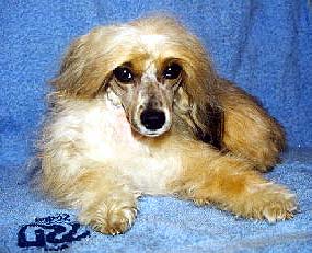 chelsea3.jpg (28453 bytes)