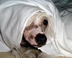 julia33.jpg (18010 bytes)