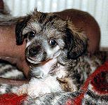 tez4.jpg (19567 bytes)